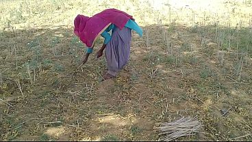 देसी इंडियन बॉयफ्रेंड ने खेत में काम कर रही उसकी गर्म जिस्म वाली प्रेमिका को चोदा